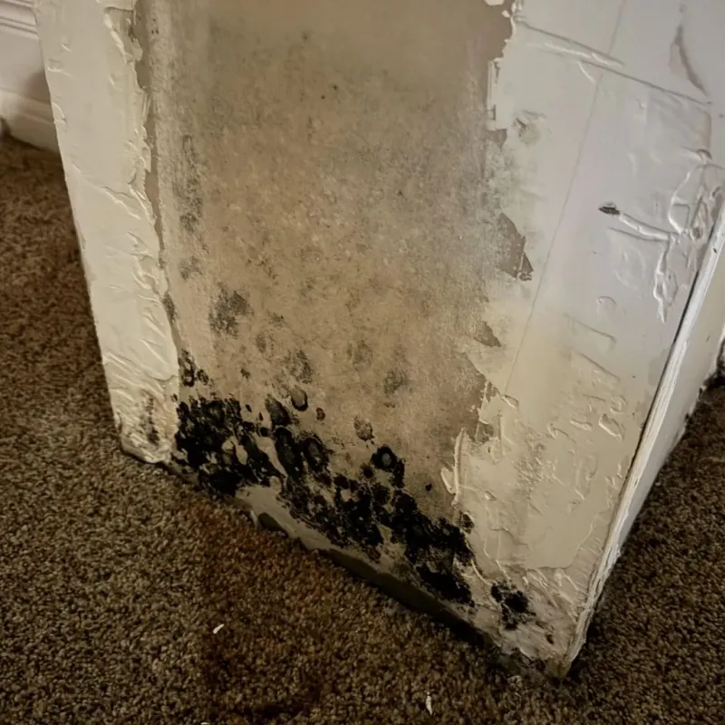 Professional Mold Removal in Gilbertsville, PA